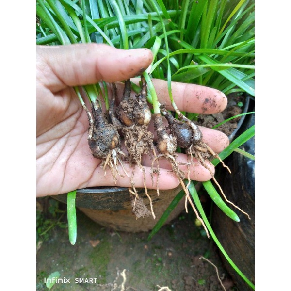 umbi bunga Lily rain pink