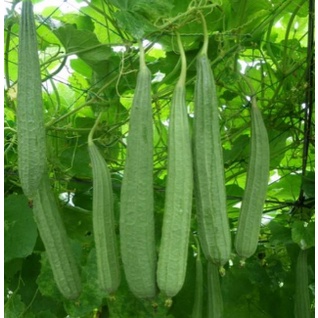 Terlaris Biji Benih Oyong Gambas Lokal