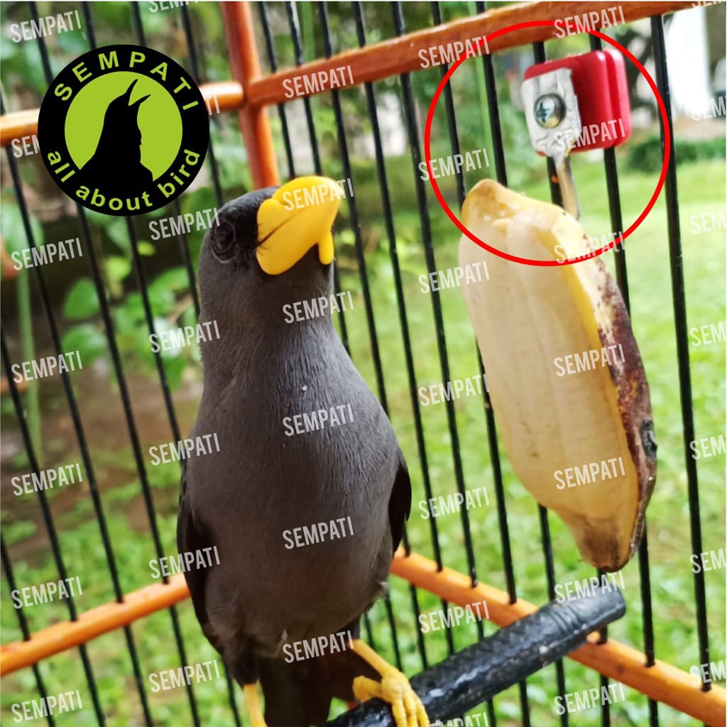 GANTUNGAN BUAH SANGKAR BURUNG SEMPATI CANTOLAN PENGAIT SAYUR PAKAN BURUNG LOVEBIRD KENARI PLECI DLL