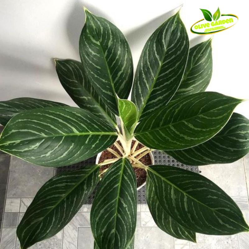 AGLONEMA ZEBRA-BLANCENG ZEBRA