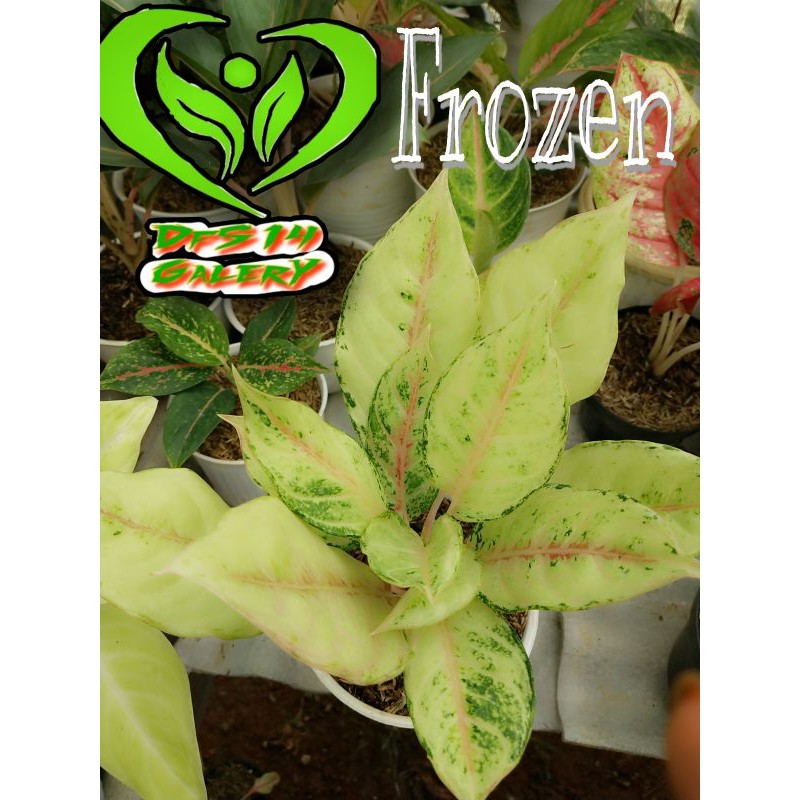 Aglaonema Frozen