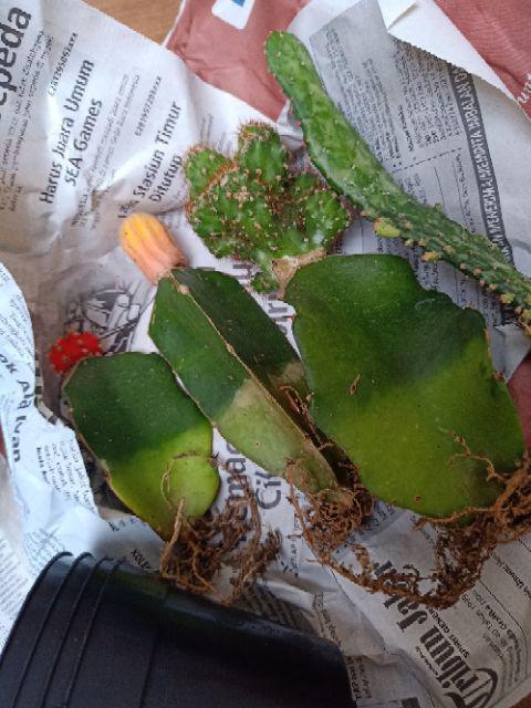 Paket Hemat 3 Pcs Plus Pot