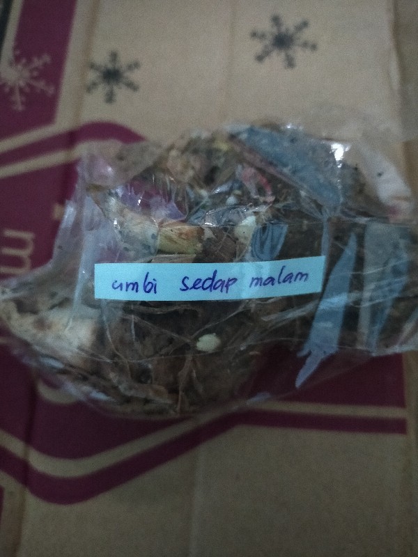 Umbi Sedap Malam