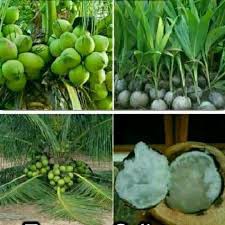 

KELAPA KOPYOR