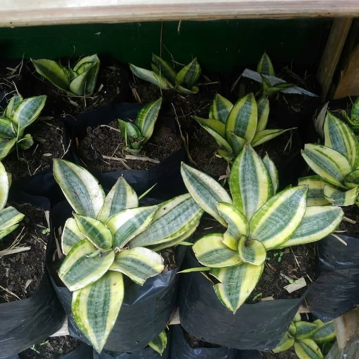 MURAH tanaman hias sansivera mini - sansivera golden - sansivera kuning