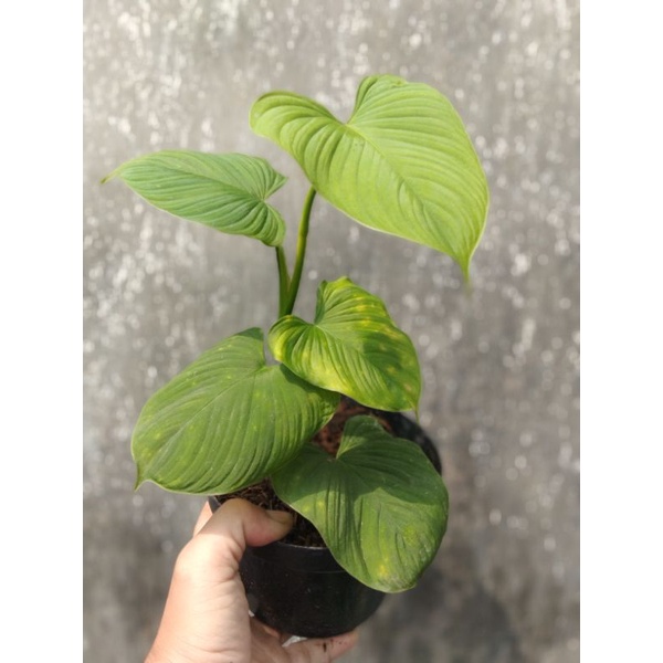 philodendron fibrae