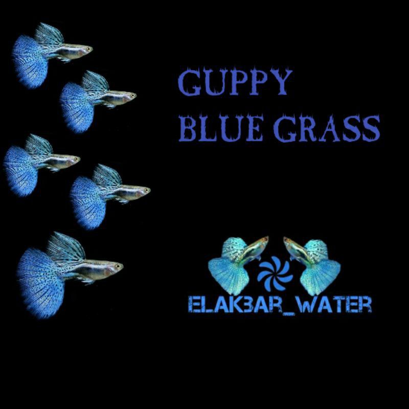 

Ikan Guppy Blue Grass