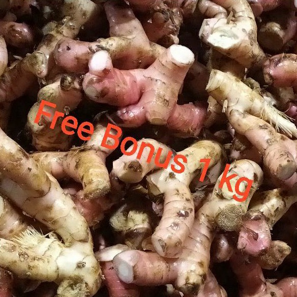 

Lengkuas | Laos 250 gr + Gratis Bonus
