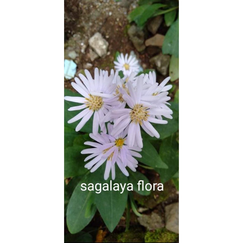Aster pikok / aster peacok putih kondisi belum berbunga