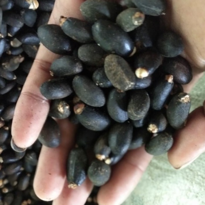 1 Kg Benih Biji Jarak Pagar
