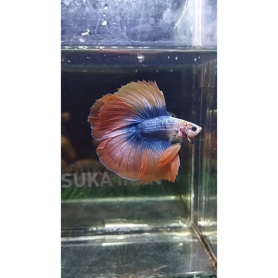 CUPANG HALFMOON DOUBLE TAIL/HMDT MASCOT SERIES GOOD FORM 100% REALPICT (HMDTM1)