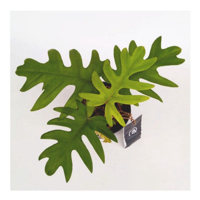 (COD) Tanaman hias indoor-tanaman hias hidup-bunga hidup murah