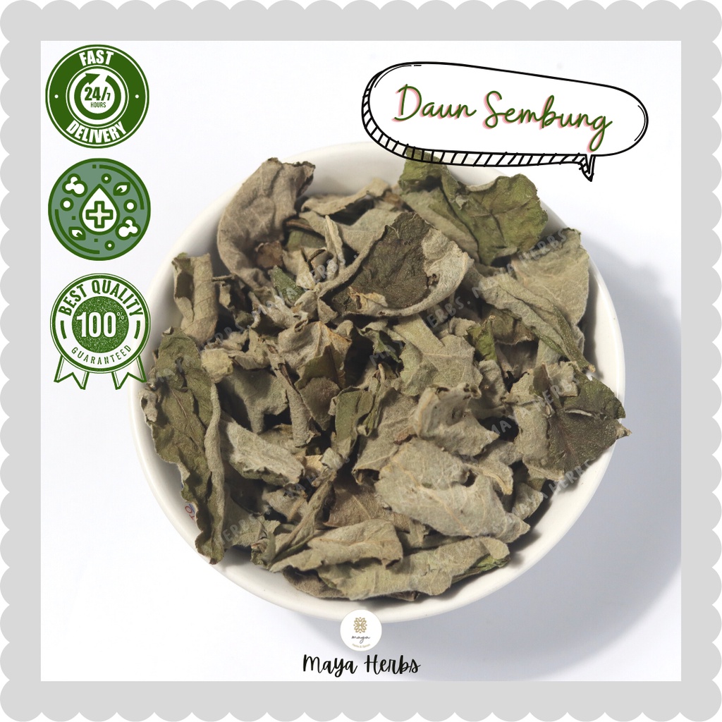 

ADY78 Daun Sembung Kering 30 Gram ( Blumea Balsamifera )