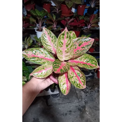 Tanaman Hias Aglaonema Widuri