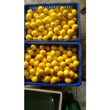 

lemonCalifornialembang