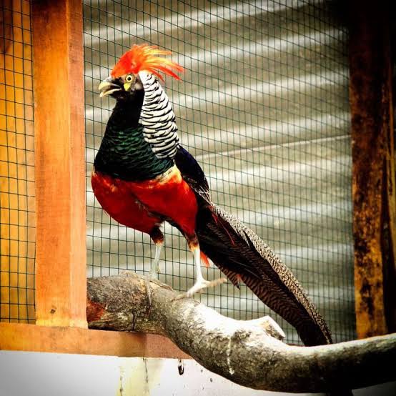 

TELUR AYAM HIAS RINGNECK PHEASANT JENIS LADY RED AMHERST FERTIL ASLI UNTUK TERNAK