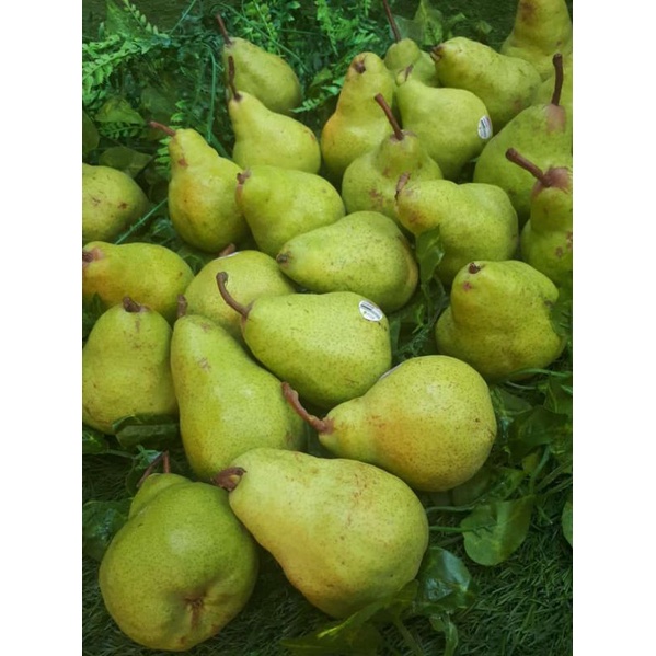 

Pear Packham atau Pear Hijau 1kg