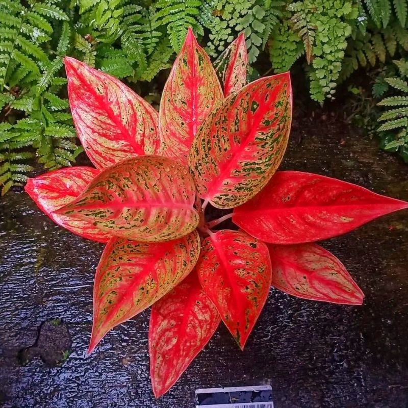 Aglaonema super red legacy / Aglonema super red legacy florist nursery / Aglonema super red legacy (Tanaman hias aglaonema super red legacy) - tanaman hias hidup - bunga hidup - bunga aglonema - aglaonema merah - aglonema merah - aglaonema murah