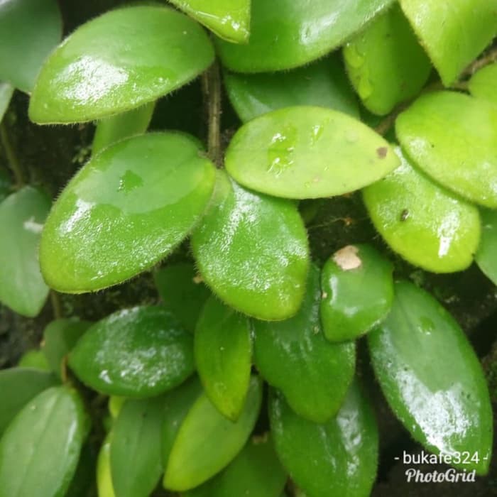 

terbaik Daun Picisan Sisik Naga Segar langsung petik