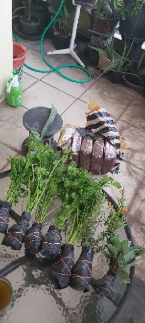 Media Tanam Cocopeat