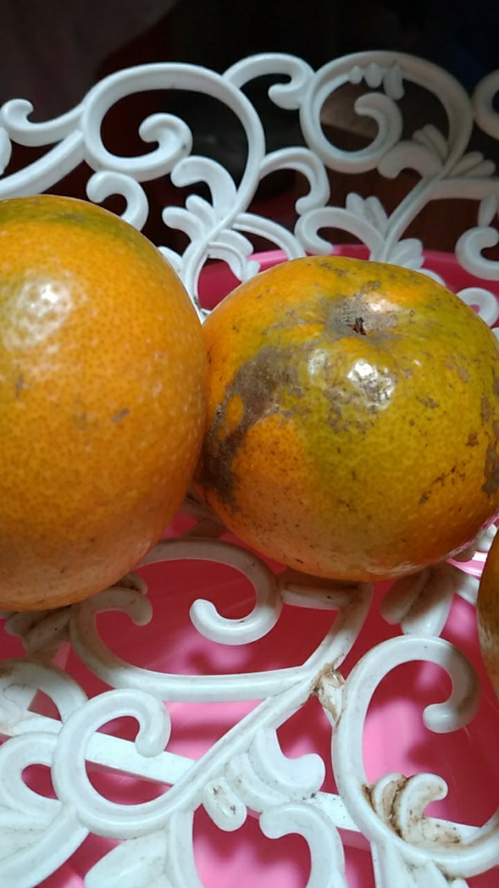 Drum Plastik / Tong Sampah (bisa Pakai Kran) 60liter/120liter/80liter