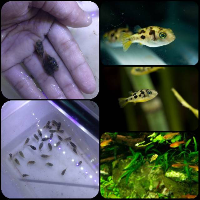 Ikan dwarf puffer india untuk aquarium dan aquascape