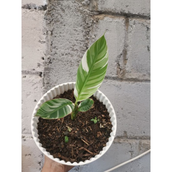 pisang musae Florida variegata real pict