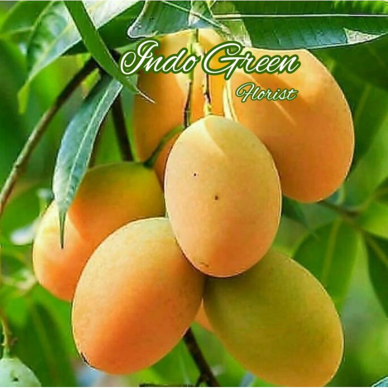 Bibit Mangga Madu Super Manis Okulasi/ Tanaman Mangga Madu Cepat Berbuah/ Mangga manalagi Super