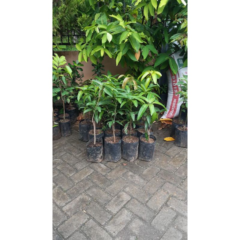 

mangga madu