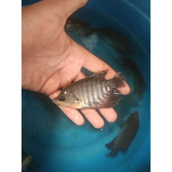 Bibit ikan gurame ukuran 2 jari PASAR PARUNG