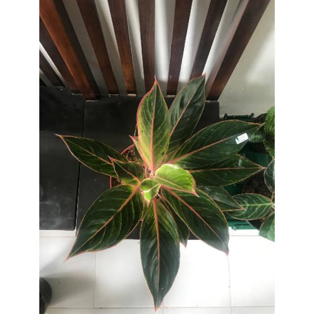 Aglonema lipstick pink indukan rumpun 4 batang