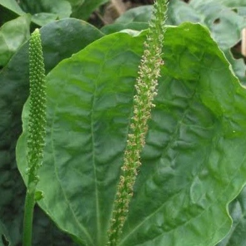DIARY PETANI - Tanaman Kiurat Daun Sendok Hidup