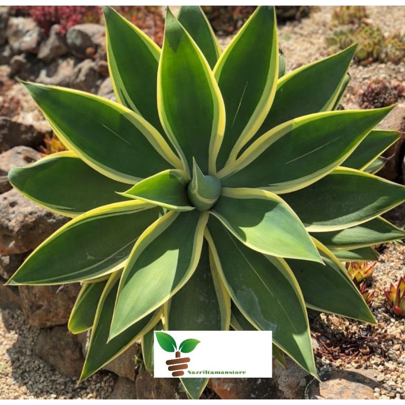 Tanaman hias siklok variegata/ tanaman siklok