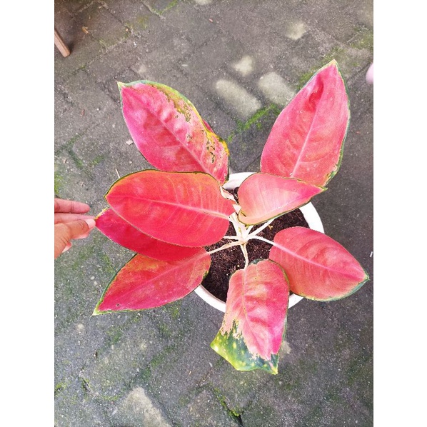 aglonema  Charlie brown