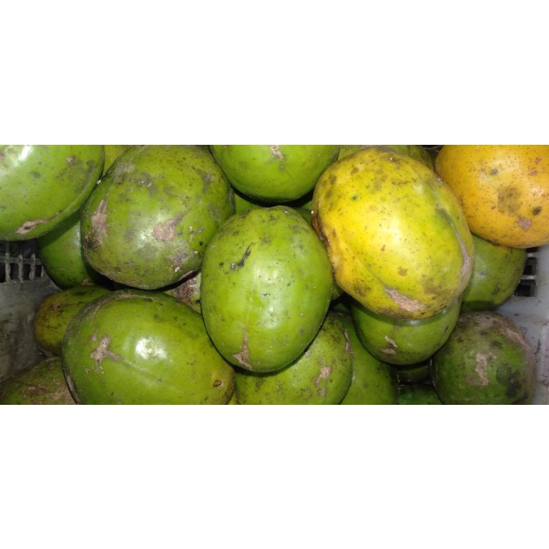 

Buah Dondong Kedondong segar