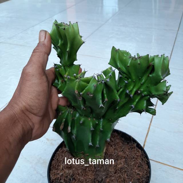 Kaktus Laktea Tanaman Kaktus Laktea Kaktus Kerang Shopee Indonesia