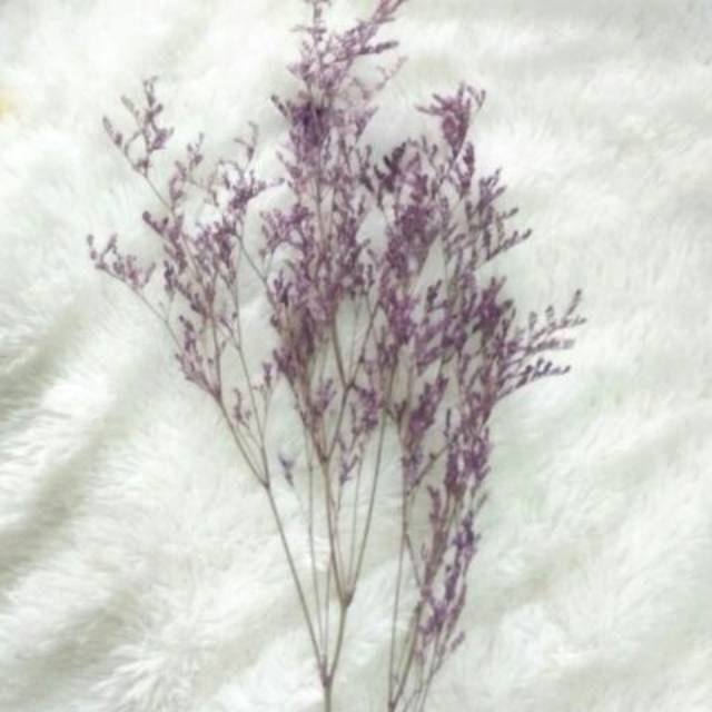 Dried Flower Rustic Caspia Bunga Kering Lovergrass | Props Foto wedding | Caspea