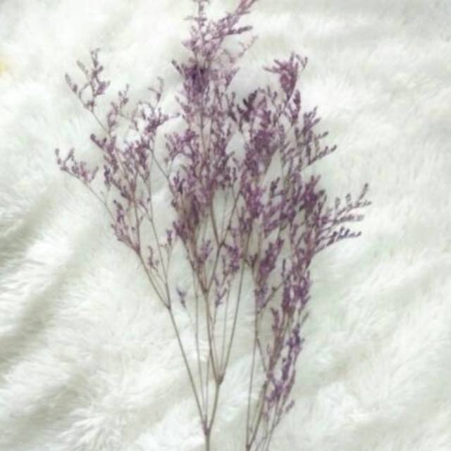 Dried Flower Rustic Caspia Bunga Kering Lovergrass | Props Foto wedding | Caspea