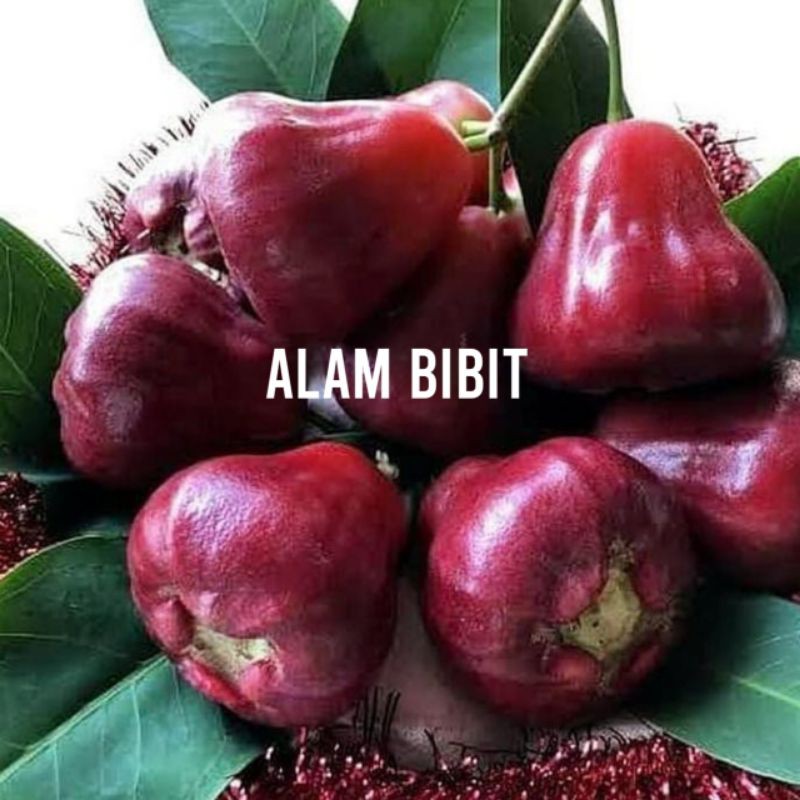 BIBIT JAMBU BLACK DIAMOND SUPER (COCOK DI TANAM POT)