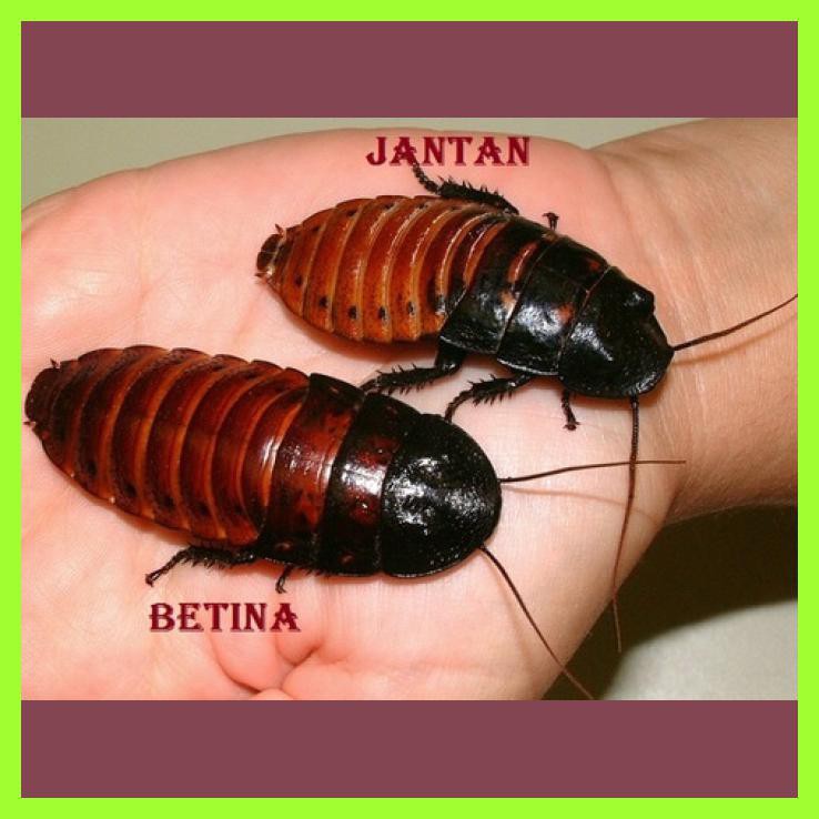 KECOA MADAGASKAR PAKET TERNAK(5JANTAN,15 BETINA)