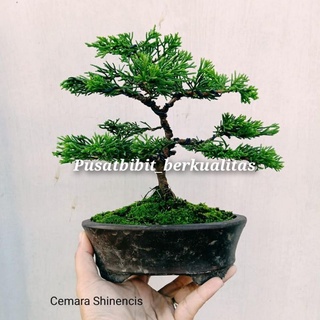 Jual Bahan Bonsai Cemara Sinensis Bibit Tanaman Hias Cemara Papua Super Berkualitas Shopee