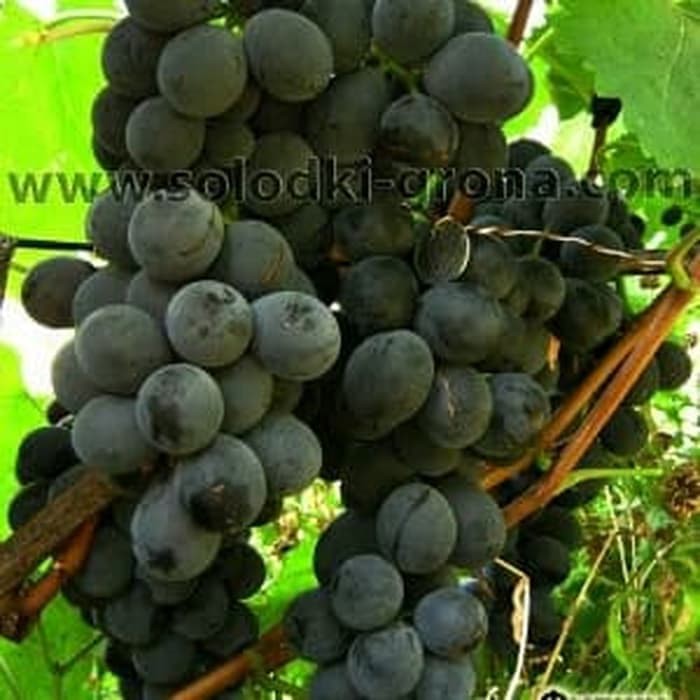 Bibit Anggur Import Fujiminori Hasil Grafting