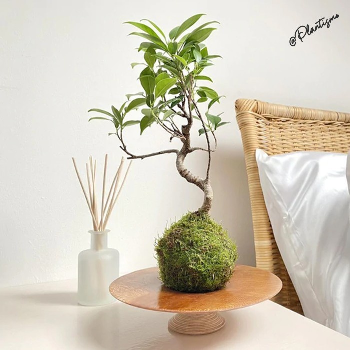 

Little Planet - Ficus Bonsai| Moss ball Bola Lumut Tanaman Hias Indoor