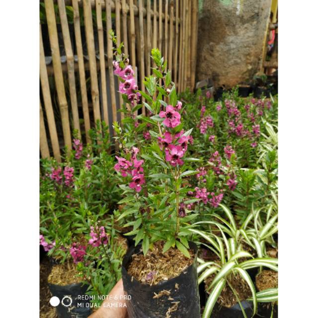 Tanaman hias lavender Anjelonia-lavender angelonia - tukang tanaman hias