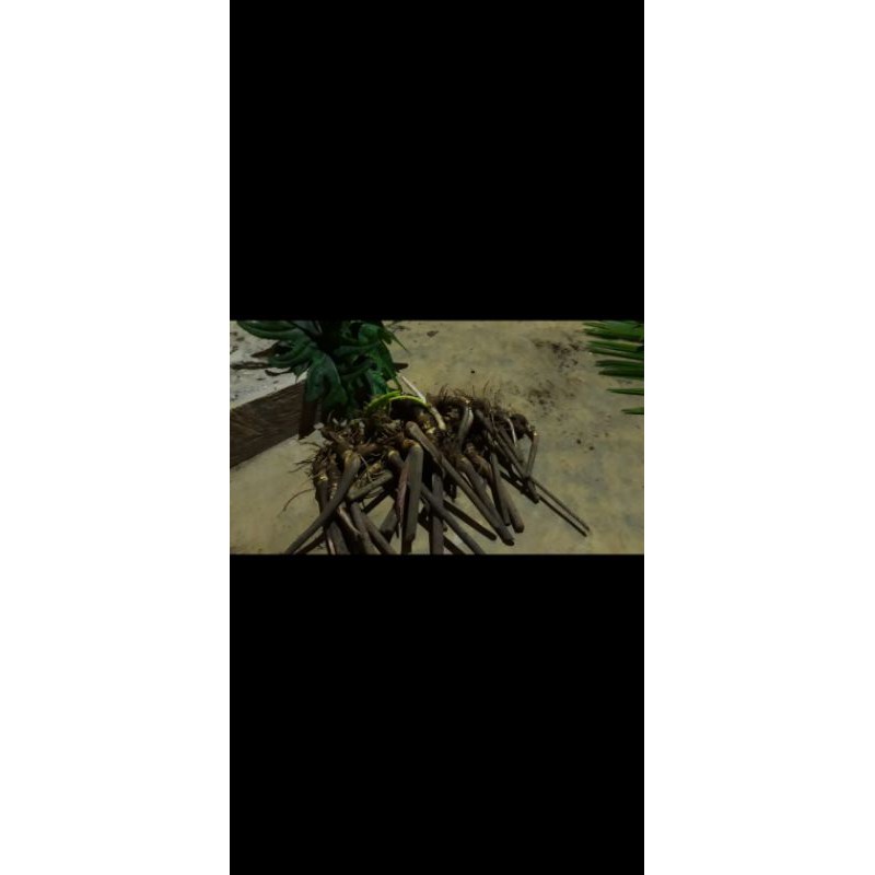 Boggol alocasia jacklyn sp sulawesi