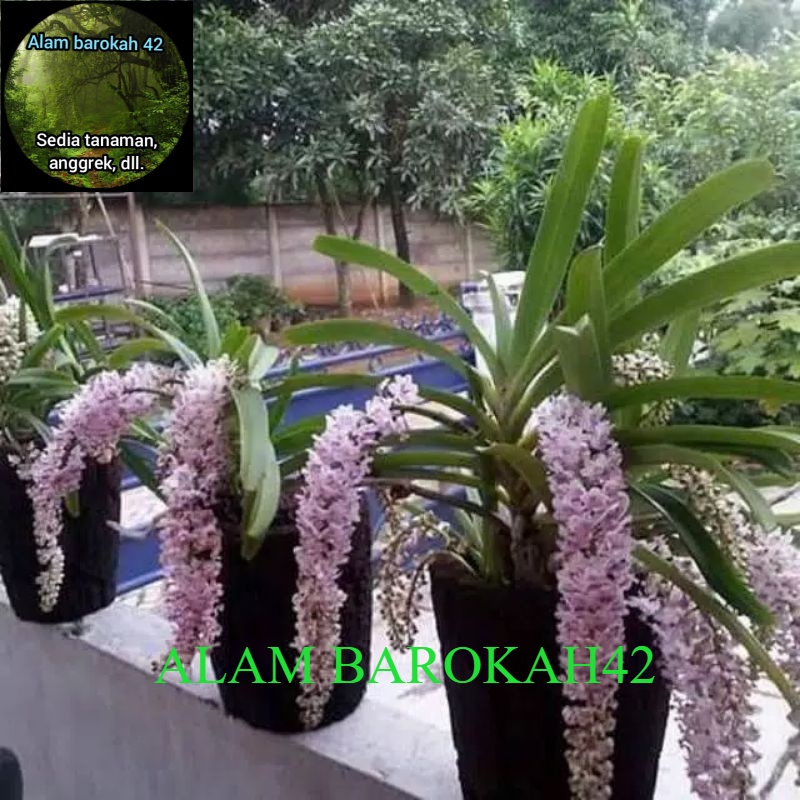 anggrek ekor tupai dewasa siap berbunga