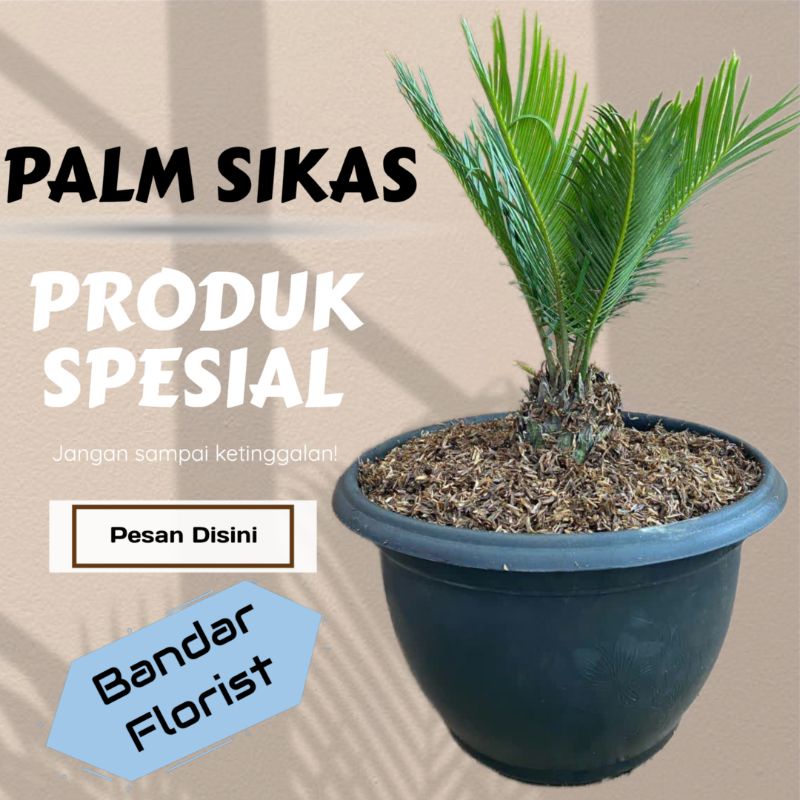 palm sikas/mawar jambe -tanaman hias palm sikas - palm sikas - mawar jambe