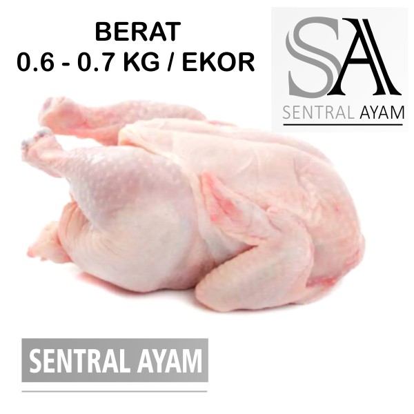 

Ayam Karkas Broiler Ayam Potong Utuh Negeri 0.6 kg 6 ons Fresh Frozen