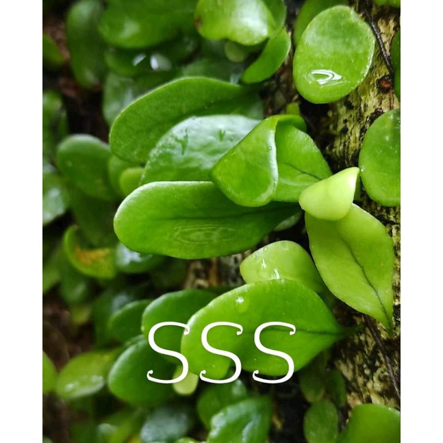 

daun sisik naga/picisan