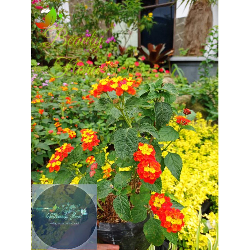LANTANA CAMARA